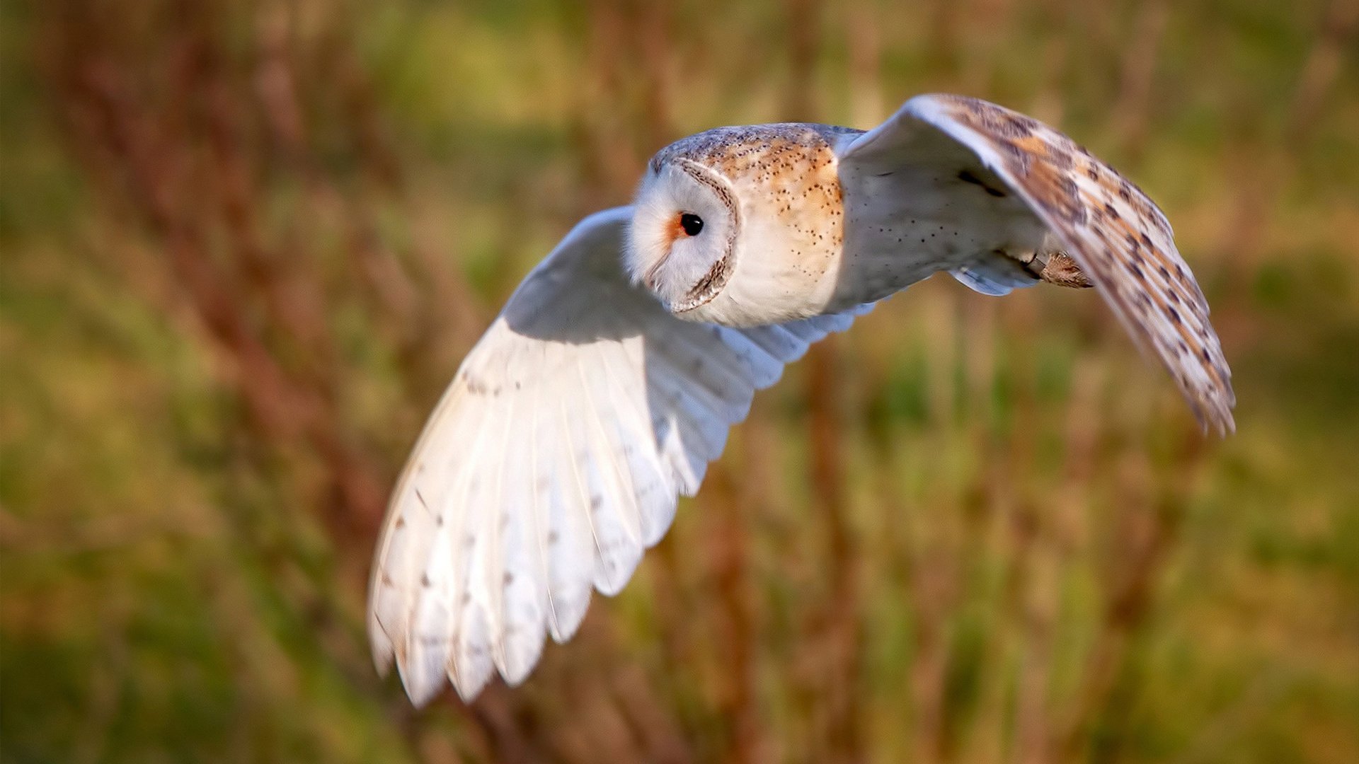 德甲主场氛围带动球队士气，德甲的球场