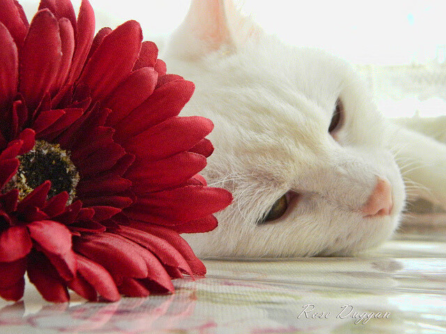 9游电竞资讯-季后赛中，库里连续10场投出超过5个三分，刷新个人季后赛纪录！，库里季后赛生涯最高分是多少